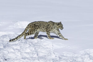 Snow Leopard Tours