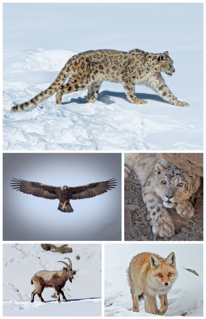 Snow Leopard Expedition