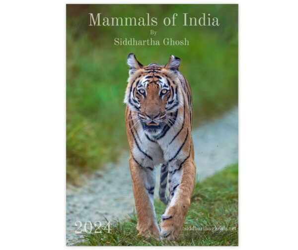 Wall Calendar: Mammals of India by Siddhartha Ghosh Size: A3 (11.7 x 16.5 inches)