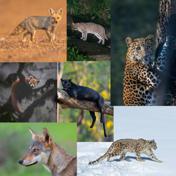 Mammals of India by Siddhartha Ghosh