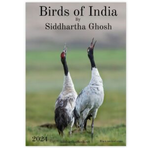 Birds of Indian by Siddhartha Ghosh