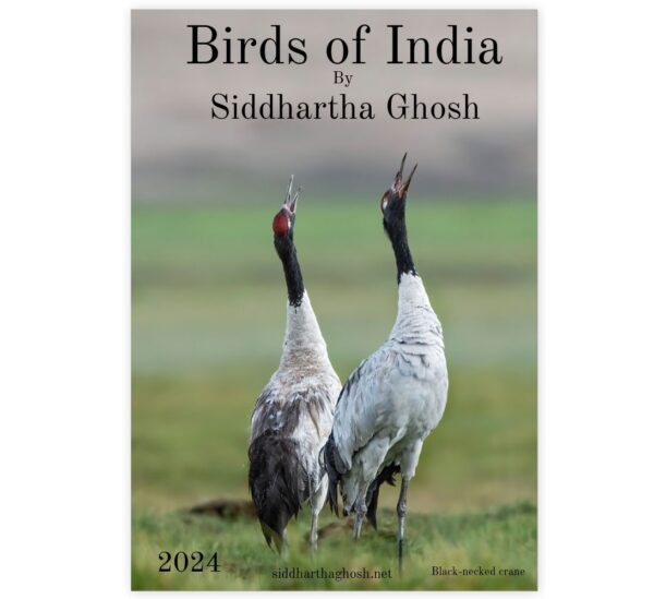 Birds of Indian by Siddhartha Ghosh