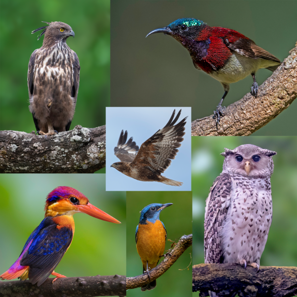 Birds of Indian by Siddhartha Ghosh